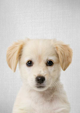 Golden Retriever Puppy
