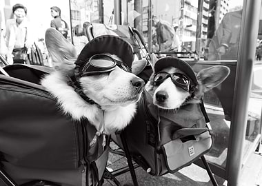 conversation of the corgi